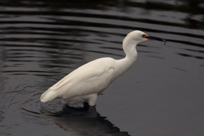 Bolsa_Egret20080917_111.jpg