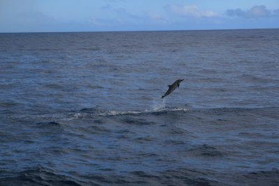 kauai_20090729_0243_spinner_dolphins2jpgweb