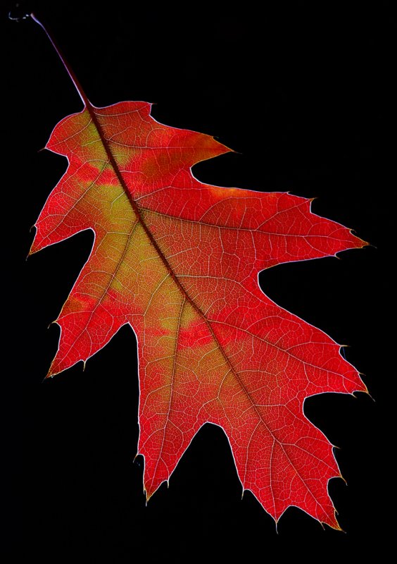 DSC_7804a.jpg