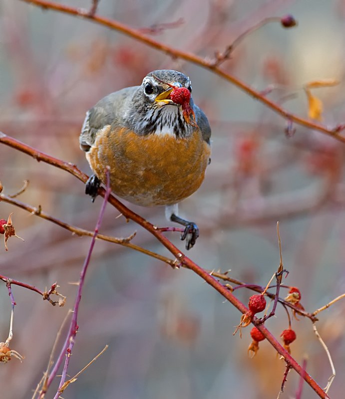 DSC_3805a.jpg