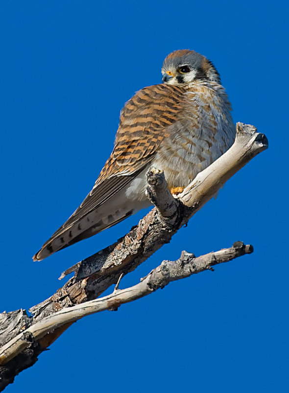 DSC_4332a.jpg