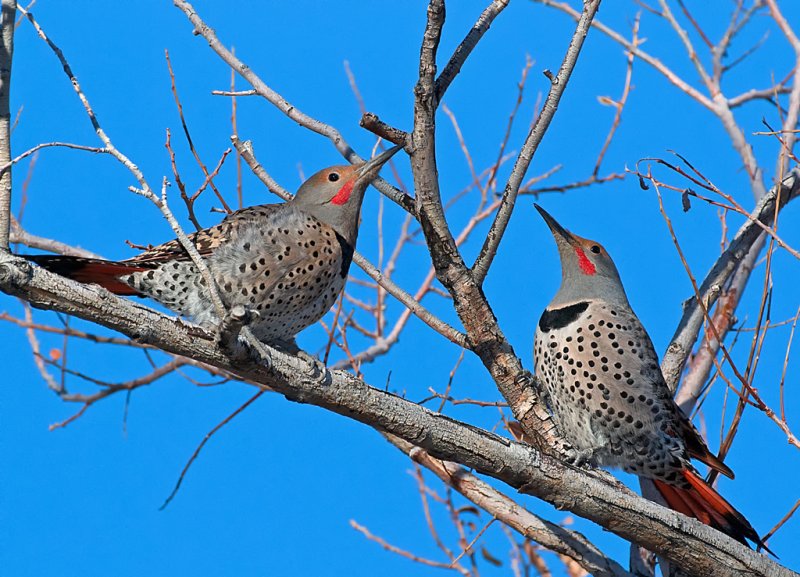 DSC_4412a.jpg