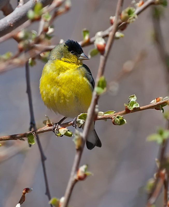 DSC_6253a.jpg