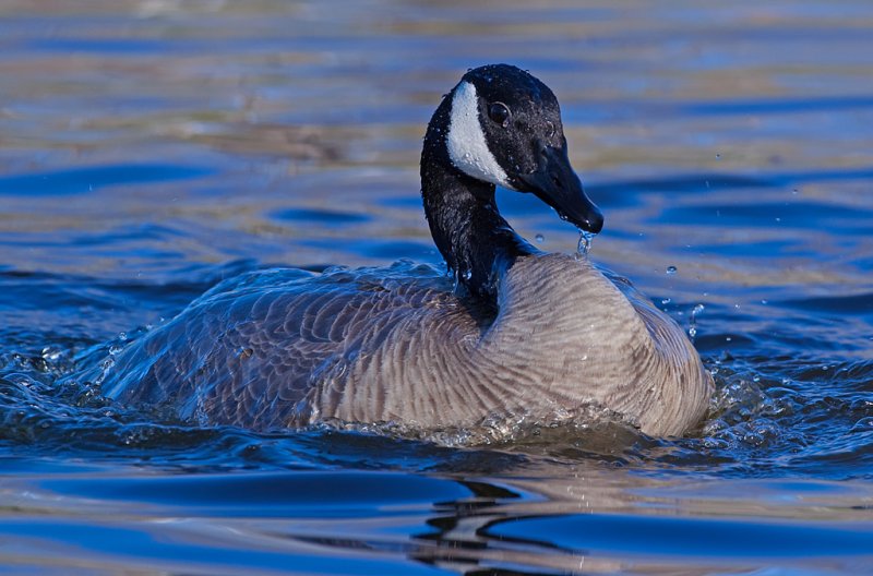 DSC_6300a.jpg