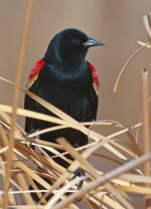 DSC_7594a.jpg
