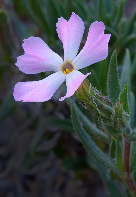 DSC_0270a.jpg