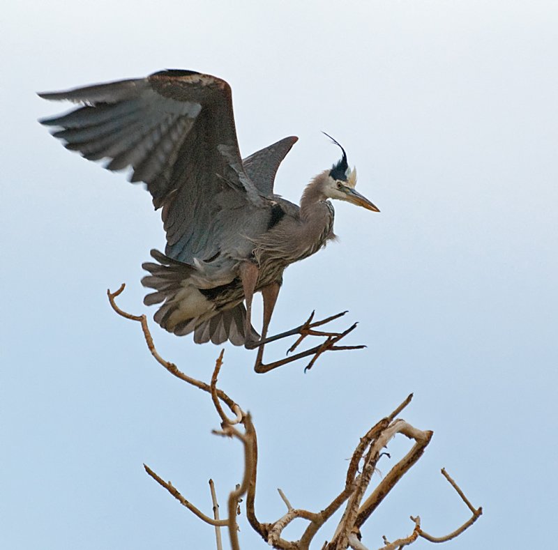 DSC_2442a.jpg