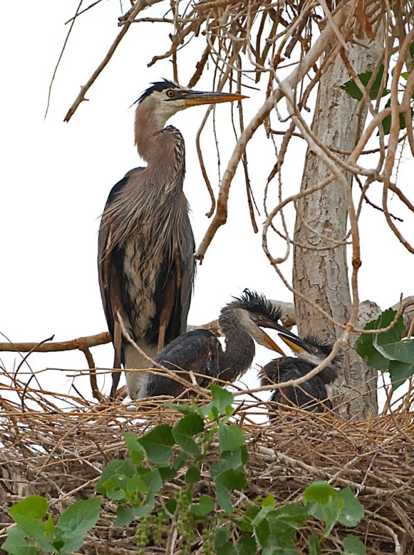 DSC_2460a.jpg