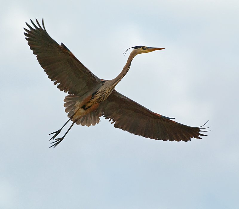 DSC_2492a.jpg