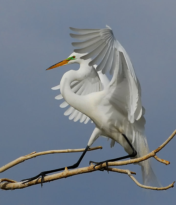 DSC_2575cC.jpg