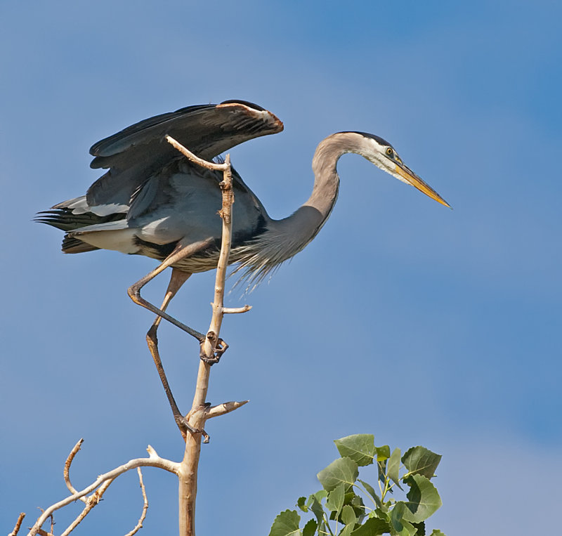 DSC_2665a.jpg