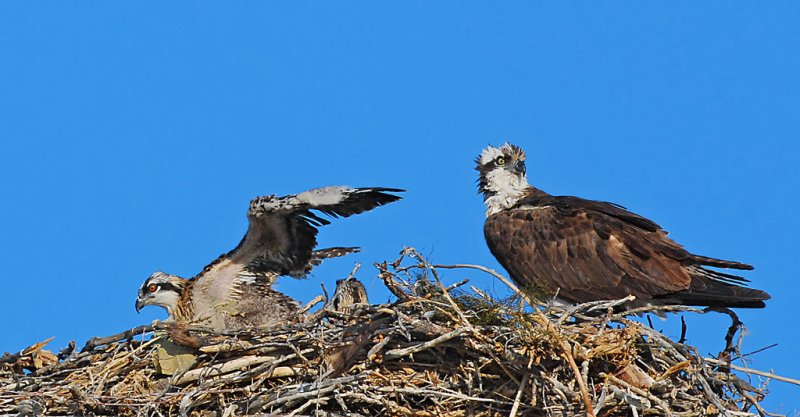 DSC_4897a.jpg