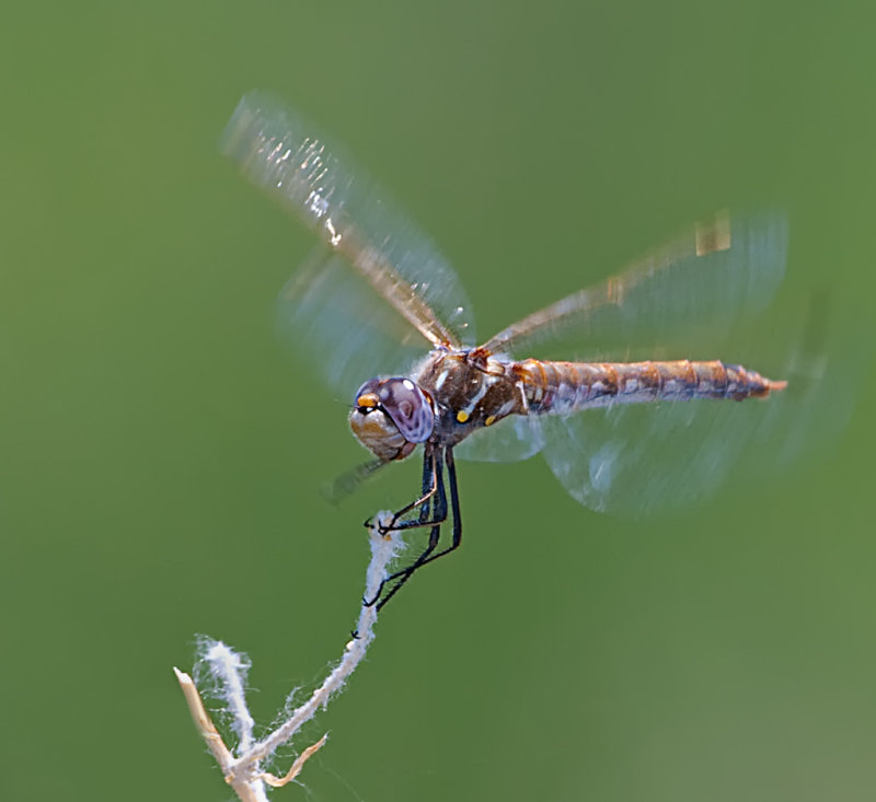 DSC_5088bC.jpg