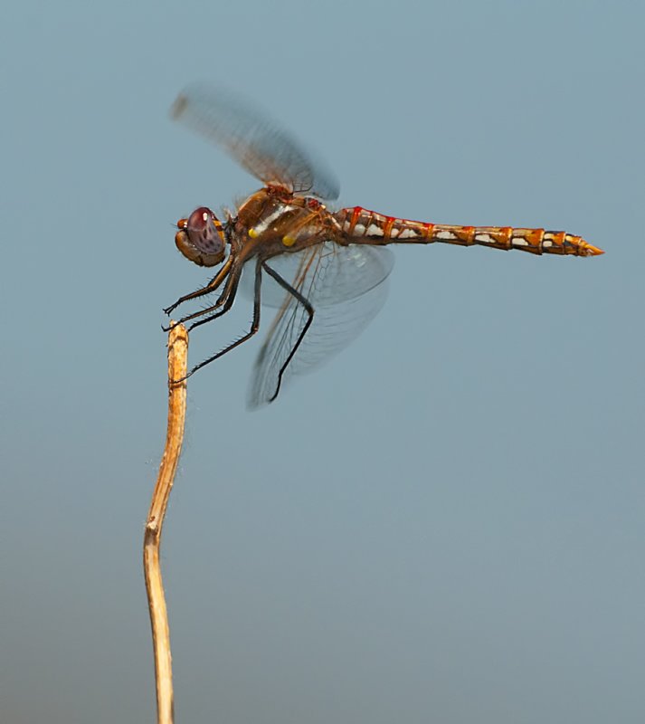 DSC_5182a.jpg