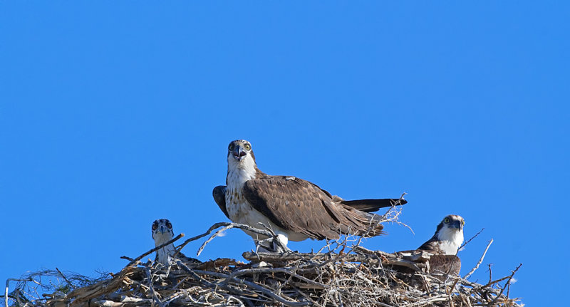 DSC_5236a.jpg