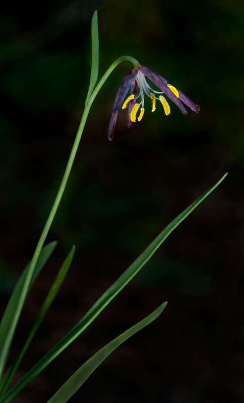 DSC_2102bC.jpg