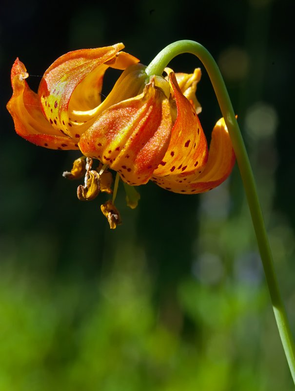 DSC_6027a.jpg