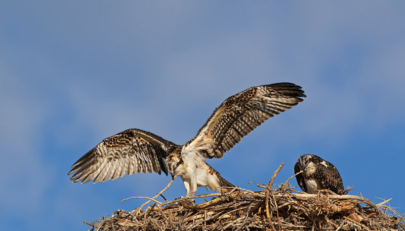 DSC_6444a.jpg