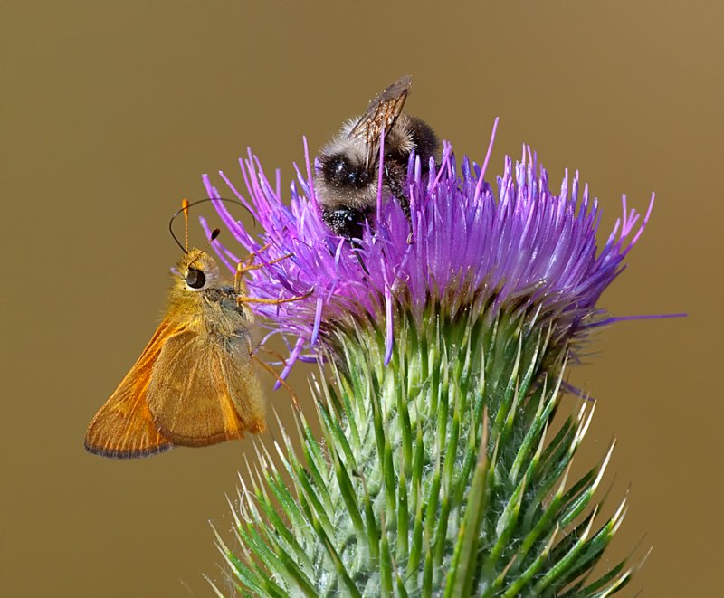 DSC_8487aC.jpg