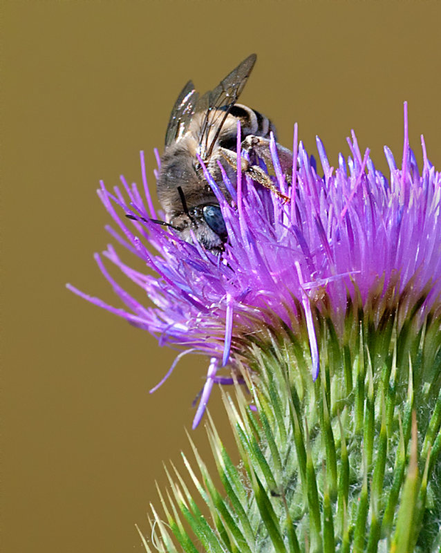DSC_8534a.jpg
