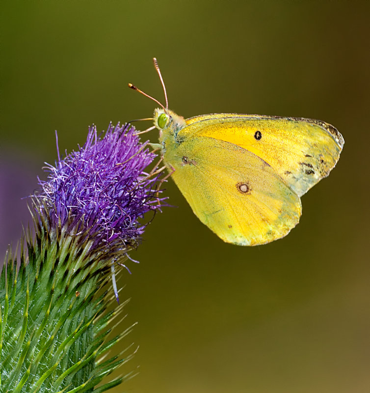 DSC_8646a.jpg