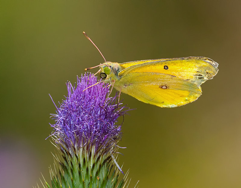 DSC_8648a.jpg