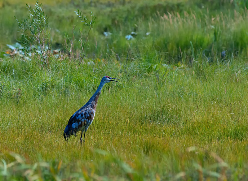 DSC_9038a.jpg