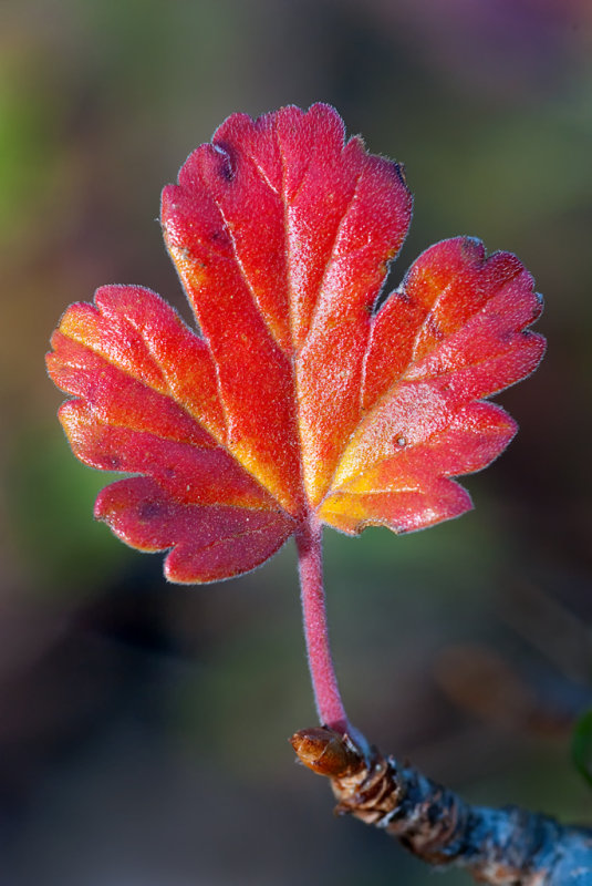 DSC_1573a.jpg