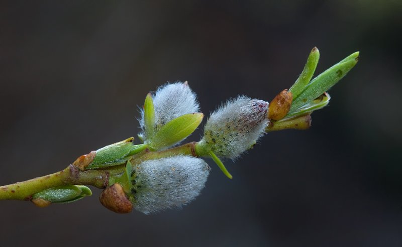 DSC_2972a.jpg