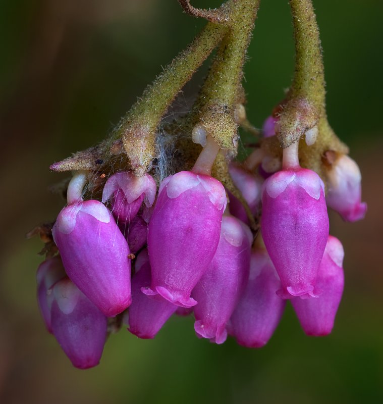 DSC_3014a.jpg