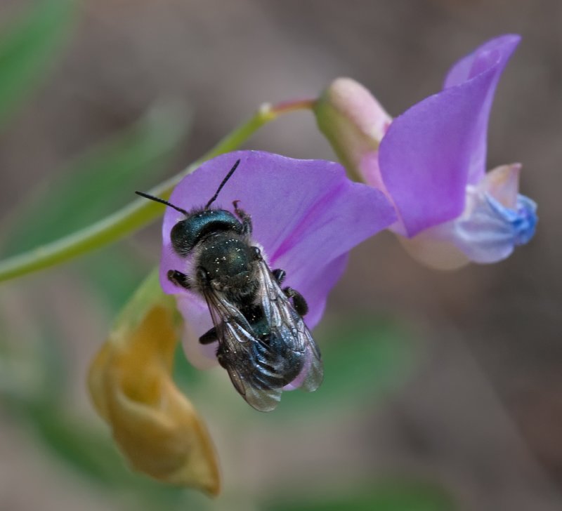 DSC_7504a.jpg