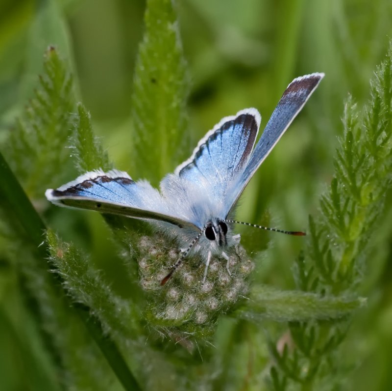 DSC_8035a.jpg