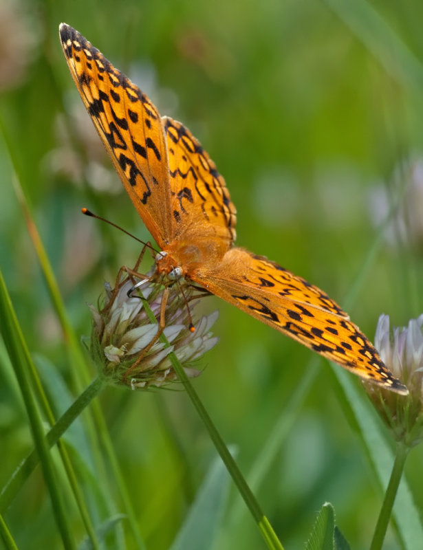 DSC_8058a.jpg