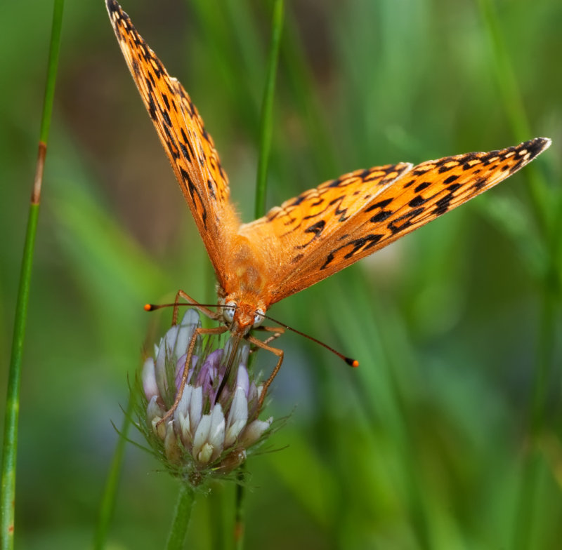 DSC_8078a.jpg