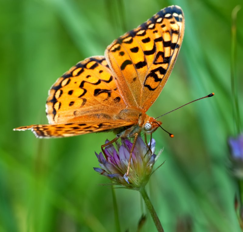 DSC_8095a.jpg