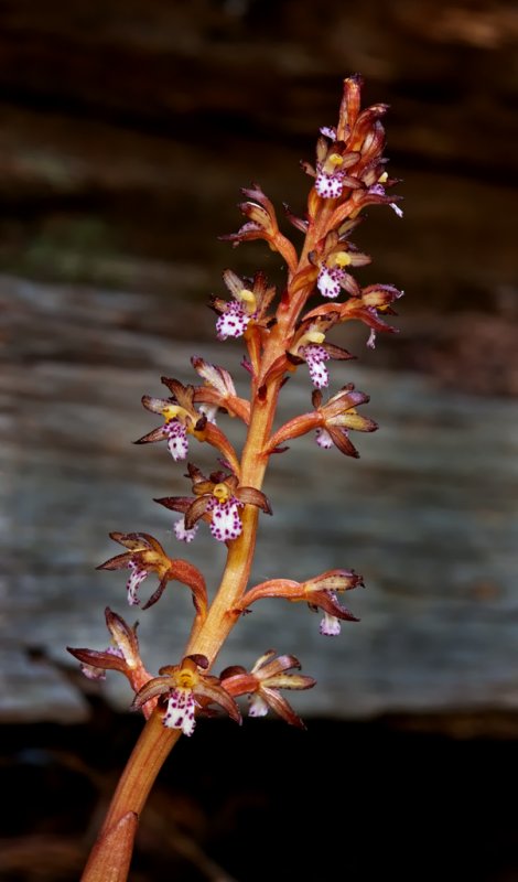 DSC_8996a.jpg