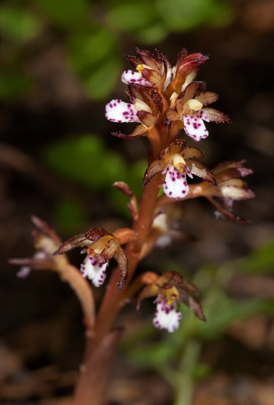 DSC_9077a.jpg