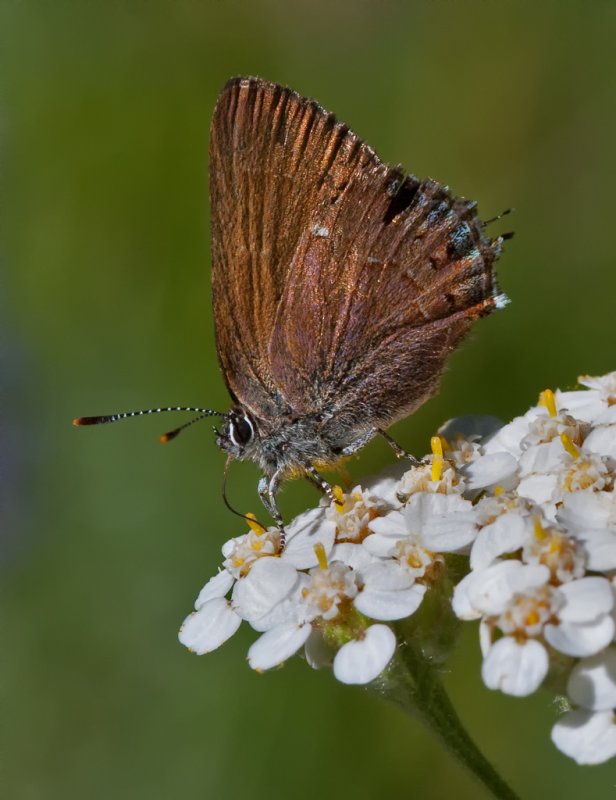DSC_9135a.jpg