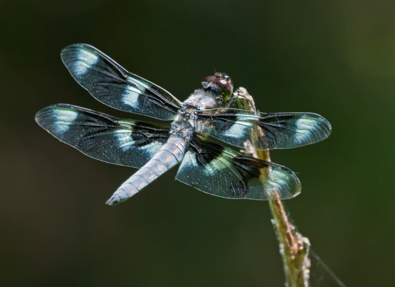 DSC_9963a.jpg