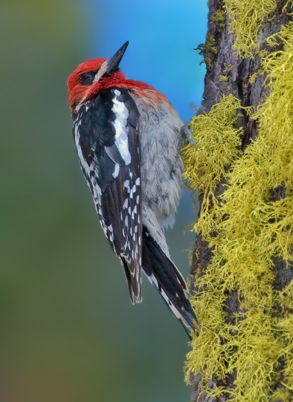 DSC_6162aC.jpg