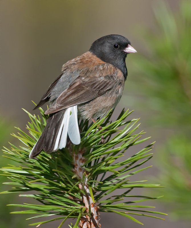 DSC_6277a.jpg