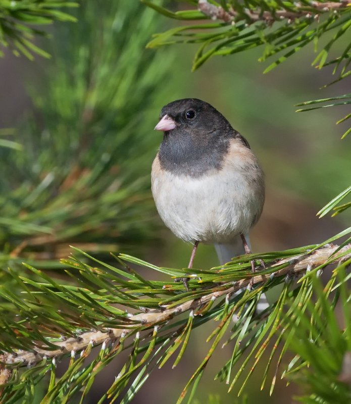 DSC_6292a.jpg