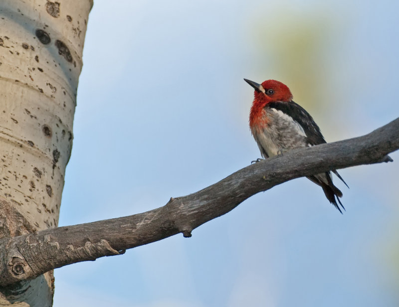 DSC_6448a.jpg