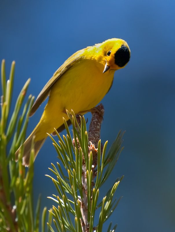 DSC_6851a.jpg