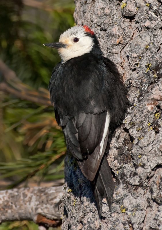 DSC_7082a.jpg
