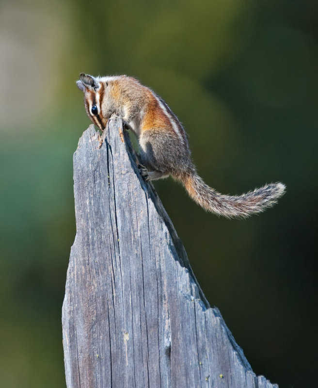 DSC_7220a.jpg