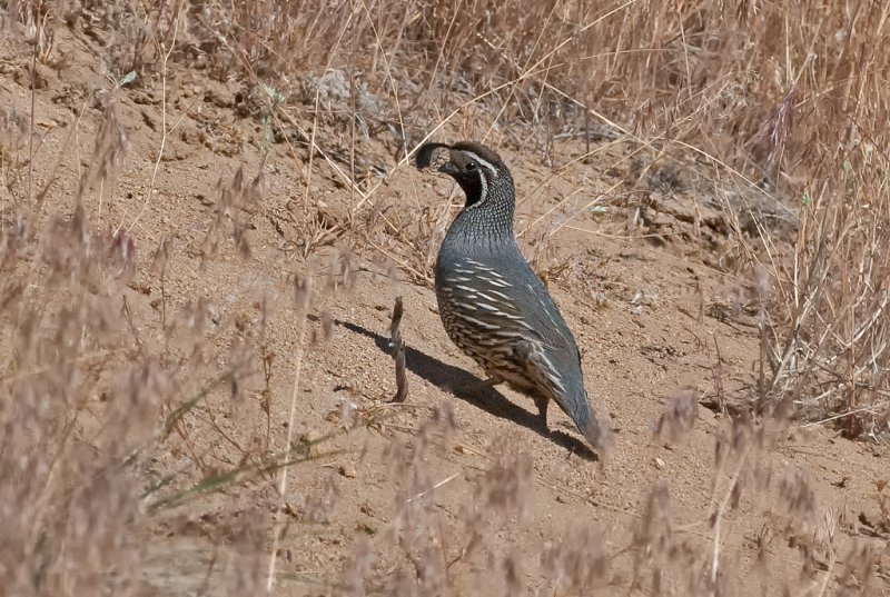 DSC_1278a.jpg