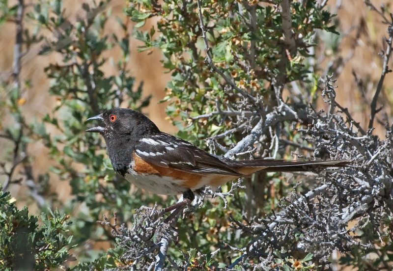 DSC_1310a.jpg