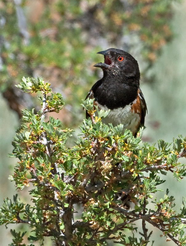 DSC_1320a.jpg