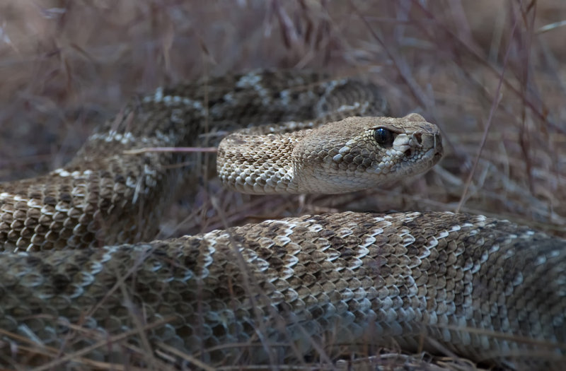 DSC_8684aC.jpg